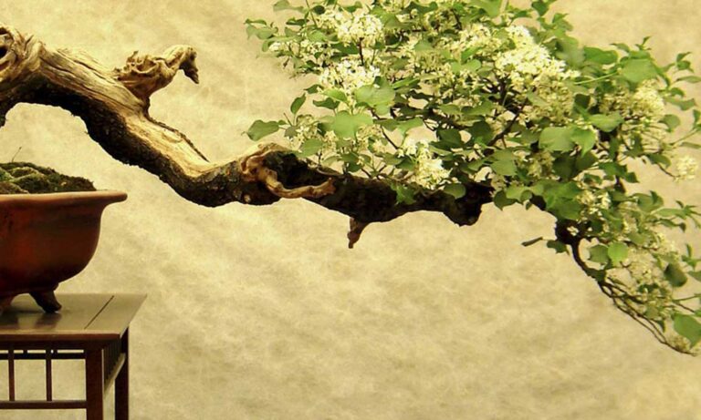 VIP Learning - Centro Nacional de Educación a Distancia